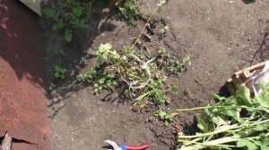 Собираю урожай семян пастернака