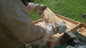 VID   1  часть  .  Отбор   магазинных  рамок  для  откачки  мёда