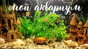 Аквариум. Рыбки. Мой аквариум. Красивая музыка. Музыка для души.