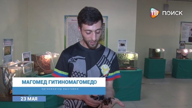 Выставка экзотических членистоногих и пауков
