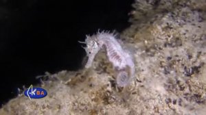 Рыбы Черного моря Морской конек