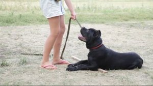 Методы дрессировки собак