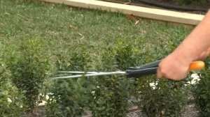 How To Trim Hedges - DIY At Bunnings