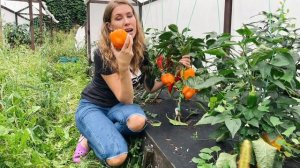 Самый урожайный, ранний и толстостенный перец | Какой сладкий перец посеять на рассаду