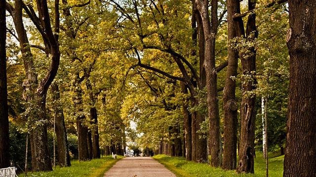 "КЛЁН"-Сергей Лукашин-Канал "Музыка Любви и Надежды"-Людмила Бурачевская смотреть онлайн
