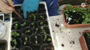 Пикируем однолетние георгины Опера.