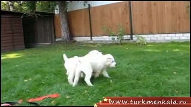 Видео-экскурсия по питомнику среднеазиатских овчарок "Туркмен Кала" смотреть онлайн