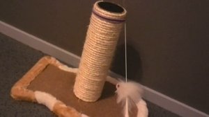 Как приучить кошку к когтеточке