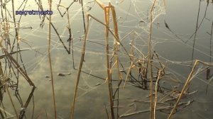 Рыбалка на крупного карася, который ломает удочки