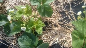 Не зацвела новая земляника. Что делать?