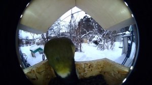 Наблюдение за птицами при помощи USB камеры в кормушке Sekretmastera #покормиптиц