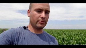 УДАЛЯТЬ ИЛИ НЕ УДАЛЯТЬ ПАСЫНКИ НА КУКУРУЗЕ?