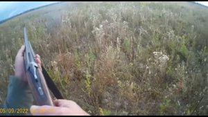 Натаска и охота на серую куропатку.