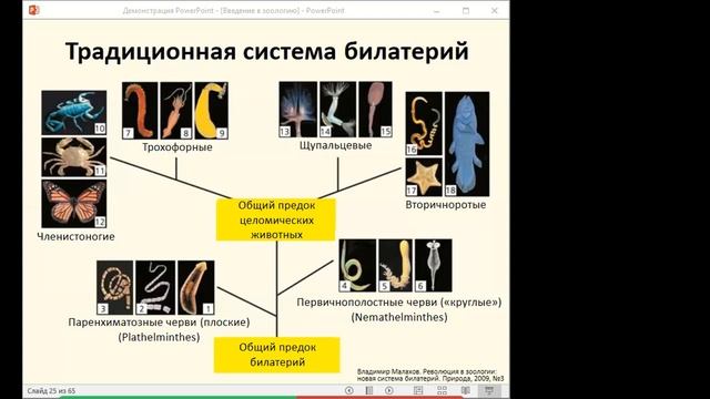 Зоология многоклеточных беспозвоночных, билатерии, полости тела