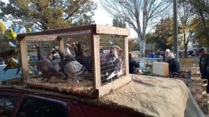 Выставка птиц и др. животных. Мелитополь.