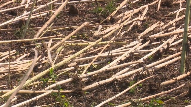 Уборка подсолнечника смотреть онлайн