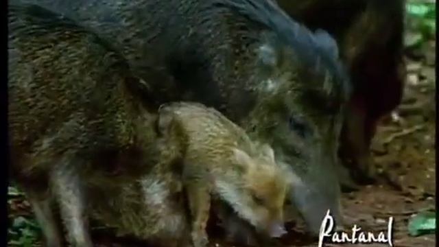 Mato Grosso: Promotional Spot смотреть онлайн