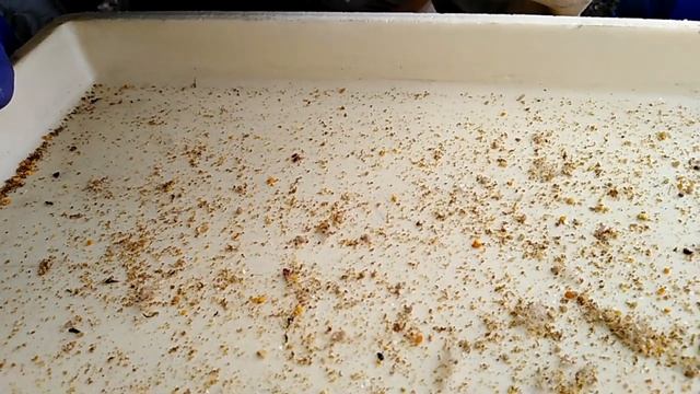 Муравьиная кислота как средство борьбы с варроатозом. смотреть онлайн