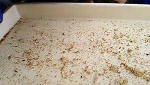 Муравьиная кислота как средство борьбы с варроатозом.