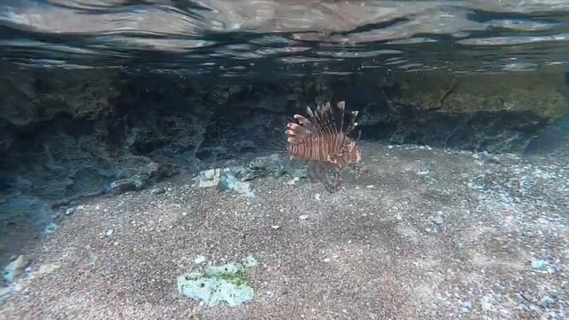 LIONFISH/ШОК???КРЫЛАТКА рыба зебра, лев. ШАРМ-АЛЬ-ШЕЙХ залив ДАРК #крылатка #рыбы #lionfish #хайп смотреть онлайн