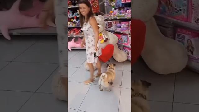 Мопс Ричи в магазине игрушек🧸🥰 смотреть онлайн