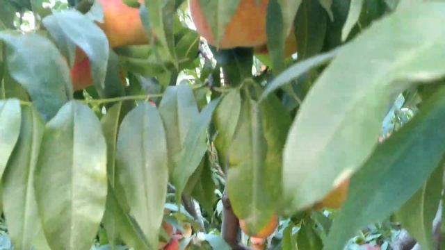 Персик ТОП СВІТ (Т5). смотреть онлайн