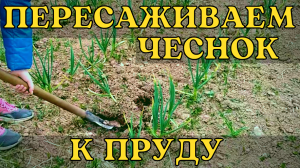 Пересаживаем чеснок в более влажное место