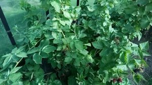 ежевика Вальдо