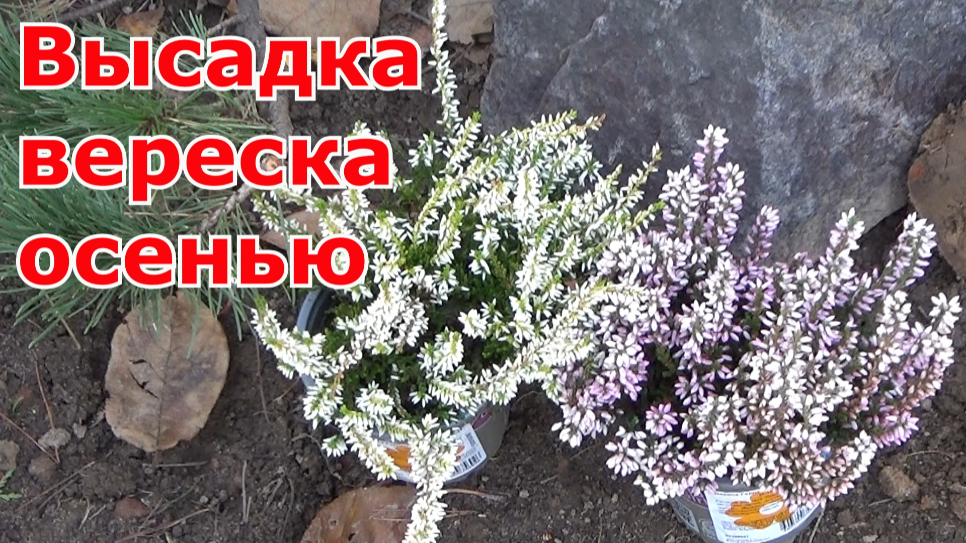 Посадка вереска из Леруа осенью в открытый грунт Подмосковье. Условия посадки и выращивания вереска.