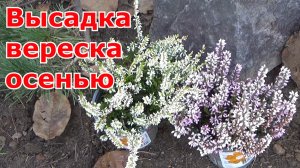 Посадка вереска из Леруа осенью в открытый грунт Подмосковье. Условия посадки и выращивания вереска.