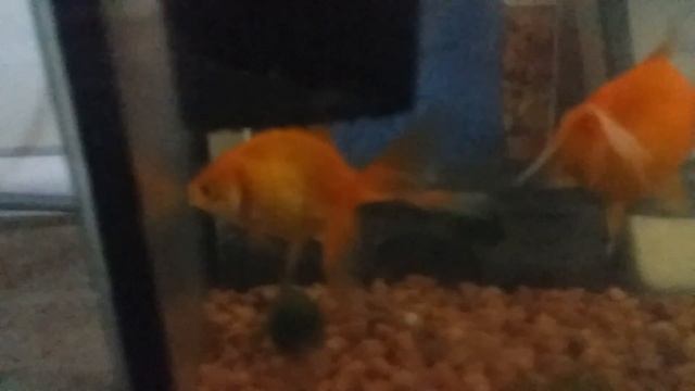 буля и другие рыбы смотреть онлайн