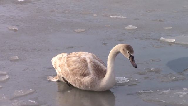 Снежная зима в Армавире (такая, очень большая редкость) смотреть онлайн