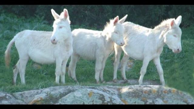 Terra mia-i Sardi e gli amici dei Sardi смотреть онлайн