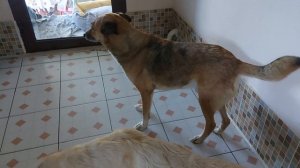 Саркоптоз легко лечится ивермеком. #палван #animalshelter #dogsshelter