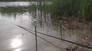 Карп на перловку с какао.