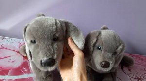 Comparing Cassie and Hans the Weimaraner Plush Dogs by Douglas Cuddle Toys 💕