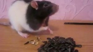 Крыса издает непонятные звуки Что с крысой ЗВУК КРЫСЫ  ПИСК КРЫСЫ Домашние крысы Декоративная крыса