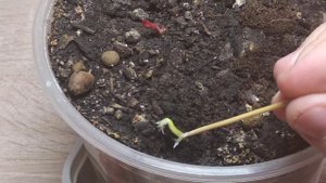 Укоренение окулировки фундука в домашних условиях. Подвой сопротивляется прививке.