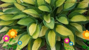 Хоста гибридная Джипси Роуз. Краткий обзор, описание характеристик hosta hybrida Gypsy Rose
