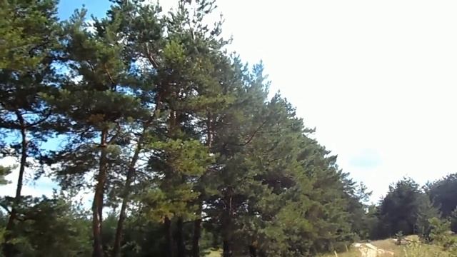 A Walk in the Forest ПРОГУЛКА В ЛЕСУ ОНЛАЙН смотреть онлайн