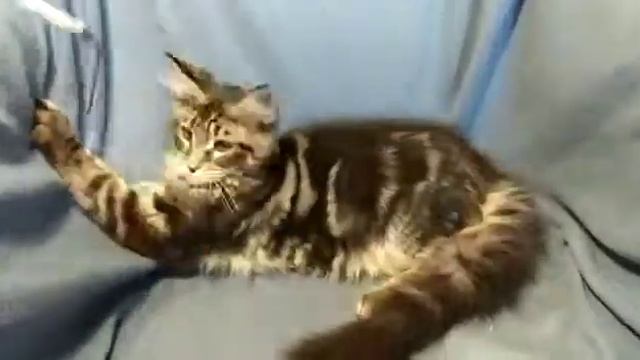 Черный мраморный мальчик котенок Мейн-кун, 4 месяца смотреть онлайн