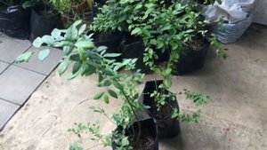 Обзор состояния саженцев голубики в Краснодарском крае.