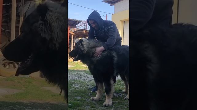 OZZY THE LARGEST CAUCASIAN SHEPHERD OVCHARKA DOG IN THE ROMANIAN