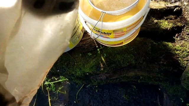 Ловля дафнии. смотреть онлайн