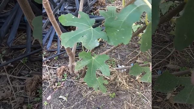 Обзор моей колекции инжира. смотреть онлайн