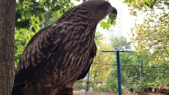 Выноска коршуна на улице: день второй