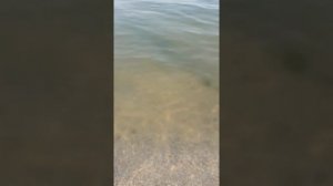 Медузы Кирилловки! 
Ядовитые медузы!23.08.2021года