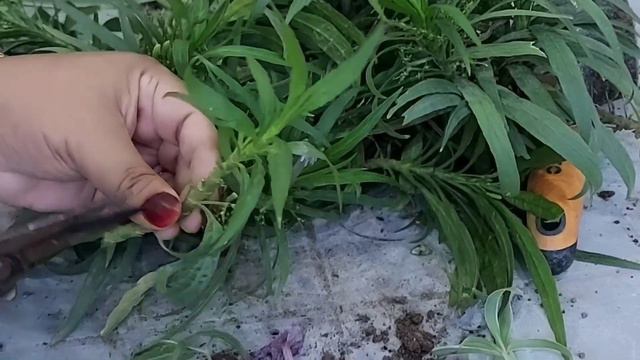 Mexican Petunia easy Plant growth by cutting- смотреть онлайн