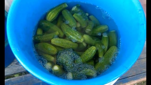 Огурцы корнишоны маринованные  Очень хороший рецепт маринованных огурцов
