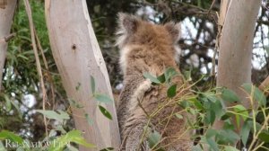 Cute Baby Animals ? 4K - Relaxation Film with Peaceful Relaxing Music and Animals Video Ultra HD